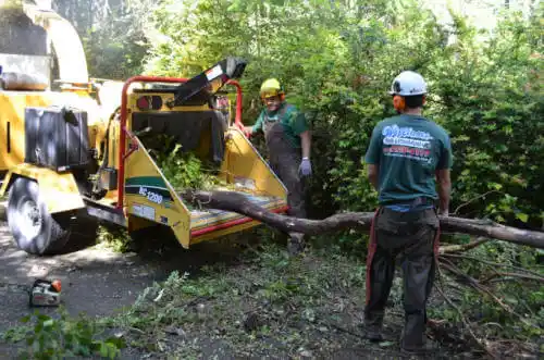 tree services Dania Beach